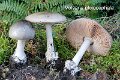 Volvopluteus gloiocephalus-amf1930